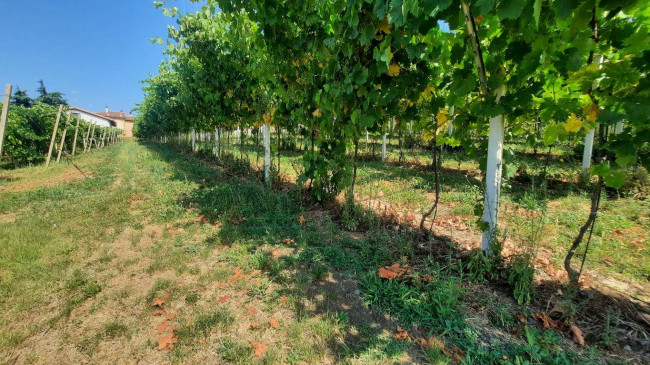 Terreno agricolo in vendita a Castelcerino, Soave (VR)