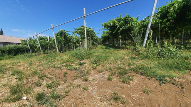 Terreno agricolo in vendita a Castelcerino, Soave (VR)