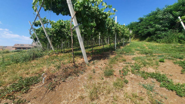 Terreno agricolo in vendita a Castelcerino, Soave (VR)