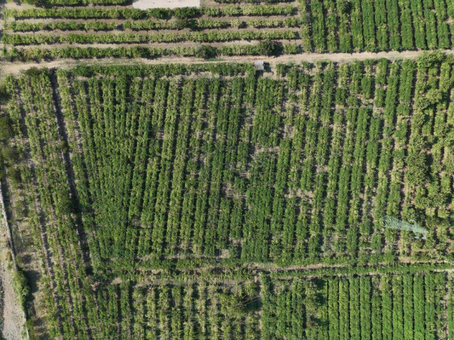 Terreno Agricolo in vendita a San Giovanni Ilarione