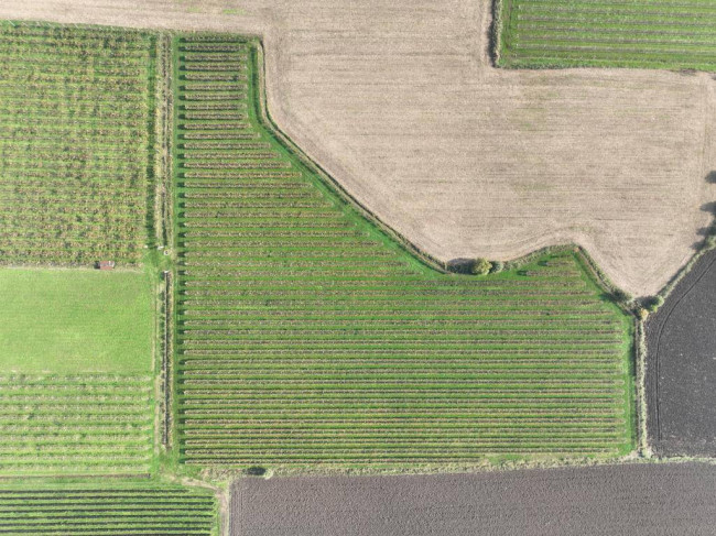 Terreno Agricolo in vendita a San Bonifacio