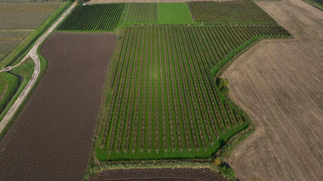 Terreno Agricolo in vendita a San Bonifacio