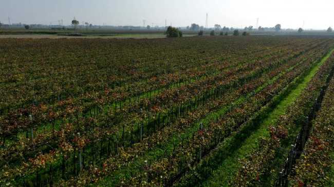 Terreno Agricolo in vendita a San Bonifacio