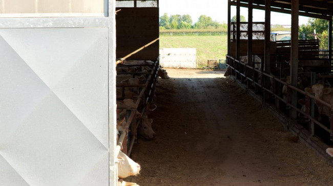 Azienda  Agricola in vendita a Albaredo d'Adige