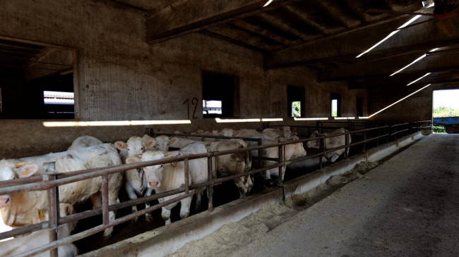 Azienda  Agricola in vendita a Albaredo d'Adige
