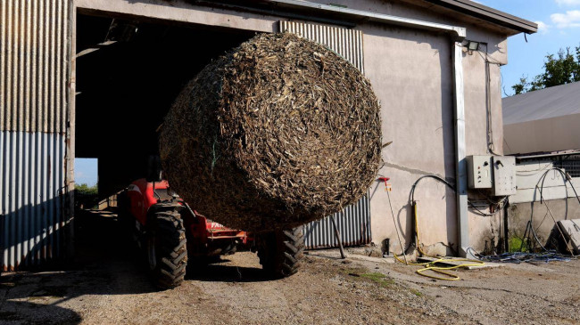 Azienda  Agricola in vendita a Albaredo d'Adige