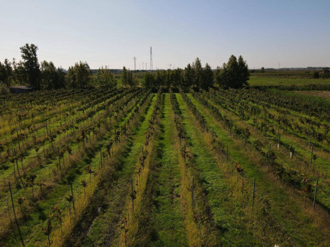 Terreno Agricolo in vendita a Colognola ai Colli