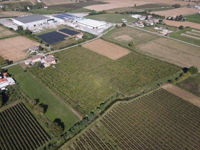 Terreno Agricolo in vendita a Cologna Veneta