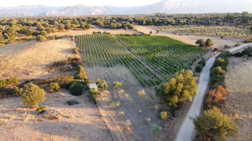 Terreno agricolo in vendita a Dorgali (NU)