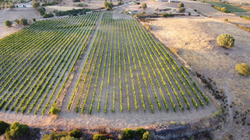 Terreno agricolo in vendita a Dorgali (NU)