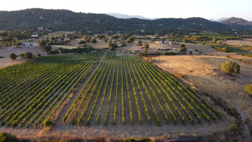 Terreno agricolo in vendita a Dorgali (NU)