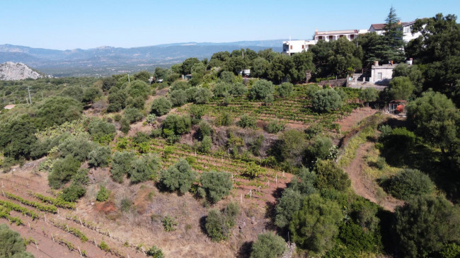 Terreno agricolo in vendita a Dorgali (NU)