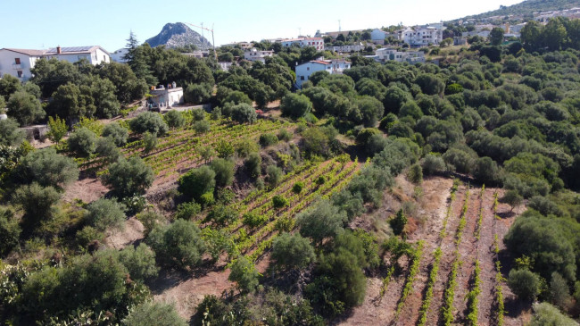 Terreno agricolo in vendita a Dorgali (NU)