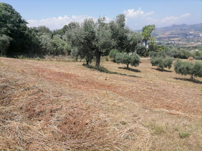 Terreno agricolo in vendita a Tortoreto (TE)