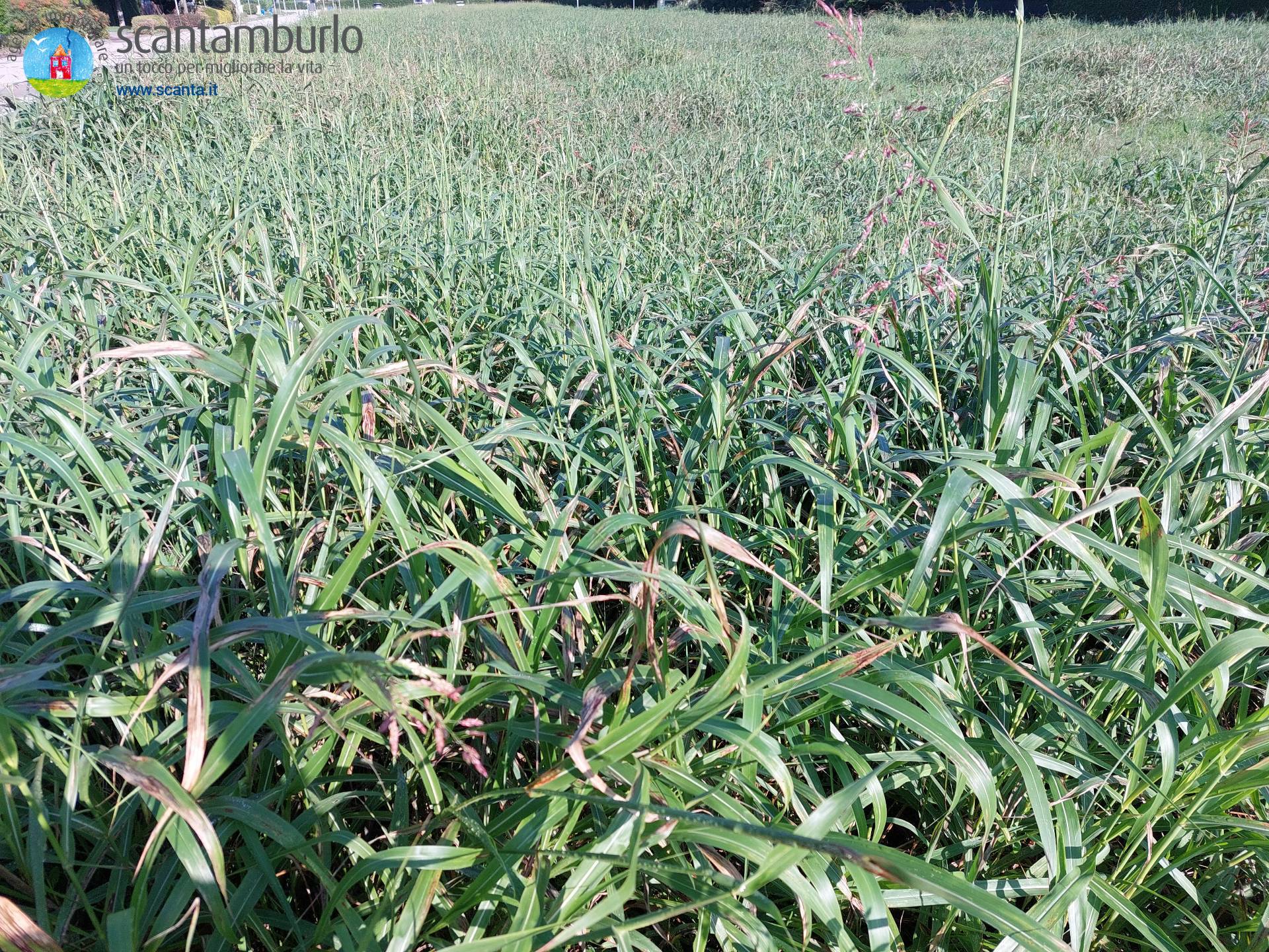 Terreno edificabile in vendita a Ponzano Veneto (TV)