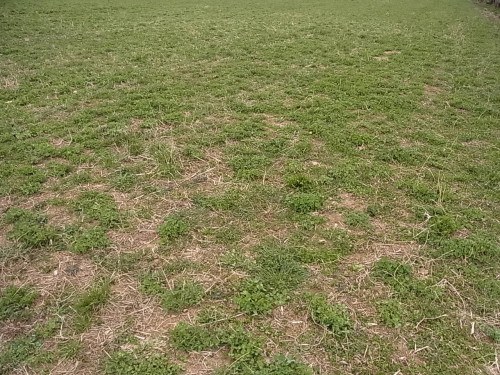 Terreno edificabile industriale