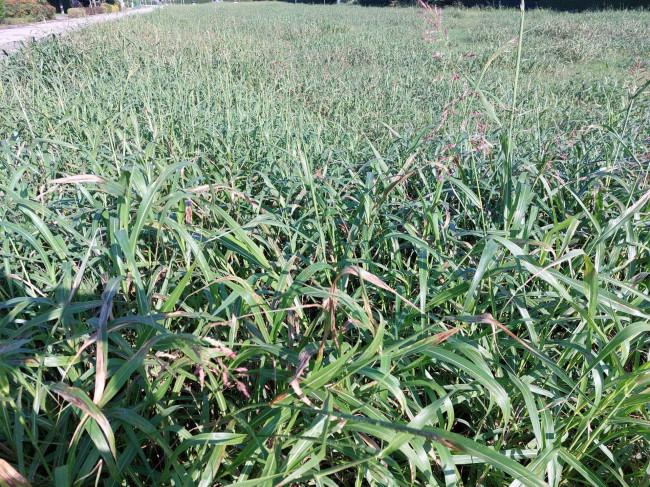 Terreno edificabile in vendita a Ponzano Veneto (TV)