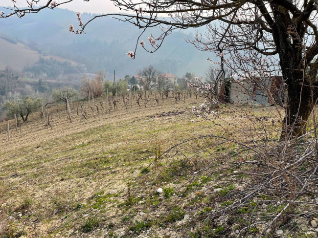 Terreno agricolo in vendita a Ripatransone (AP)