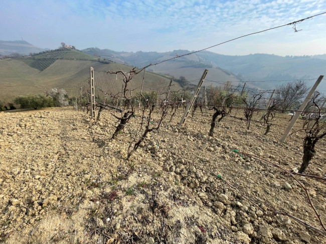 Terreno agricolo in vendita a Ripatransone (AP)