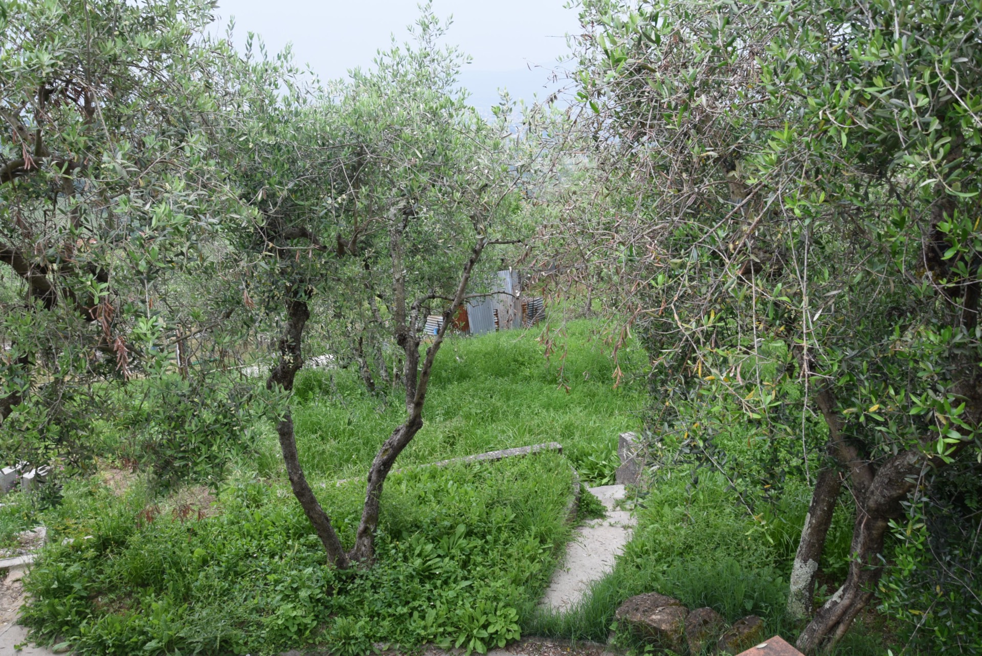 Villa Unifamiliare - Indipendente CAPANNORI vendita  Matraia  Easy Casa di Elisabetta Soldaini