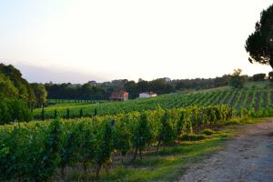 Azienda Agricola in vendita a Montecarlo