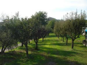 Azienda Agricola in vendita a Montecarlo