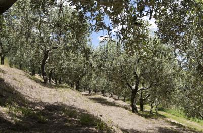 Villa in vendita a Massarosa