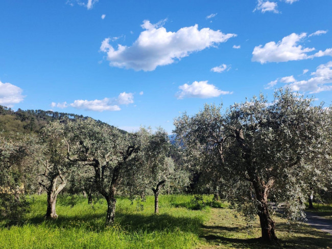 Farmhouse for sale in Pescaglia