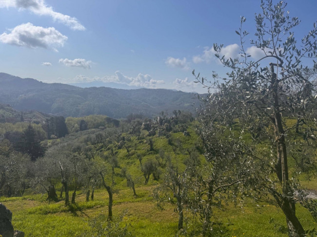 Farmhouse for sale in Lucca