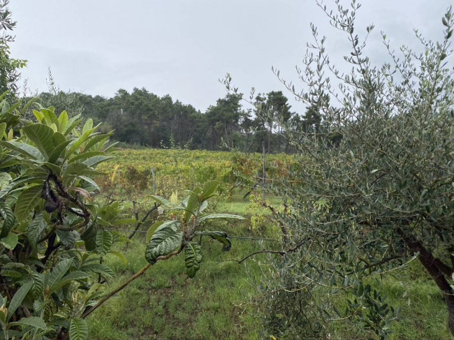 Casale in vendita a Massarosa