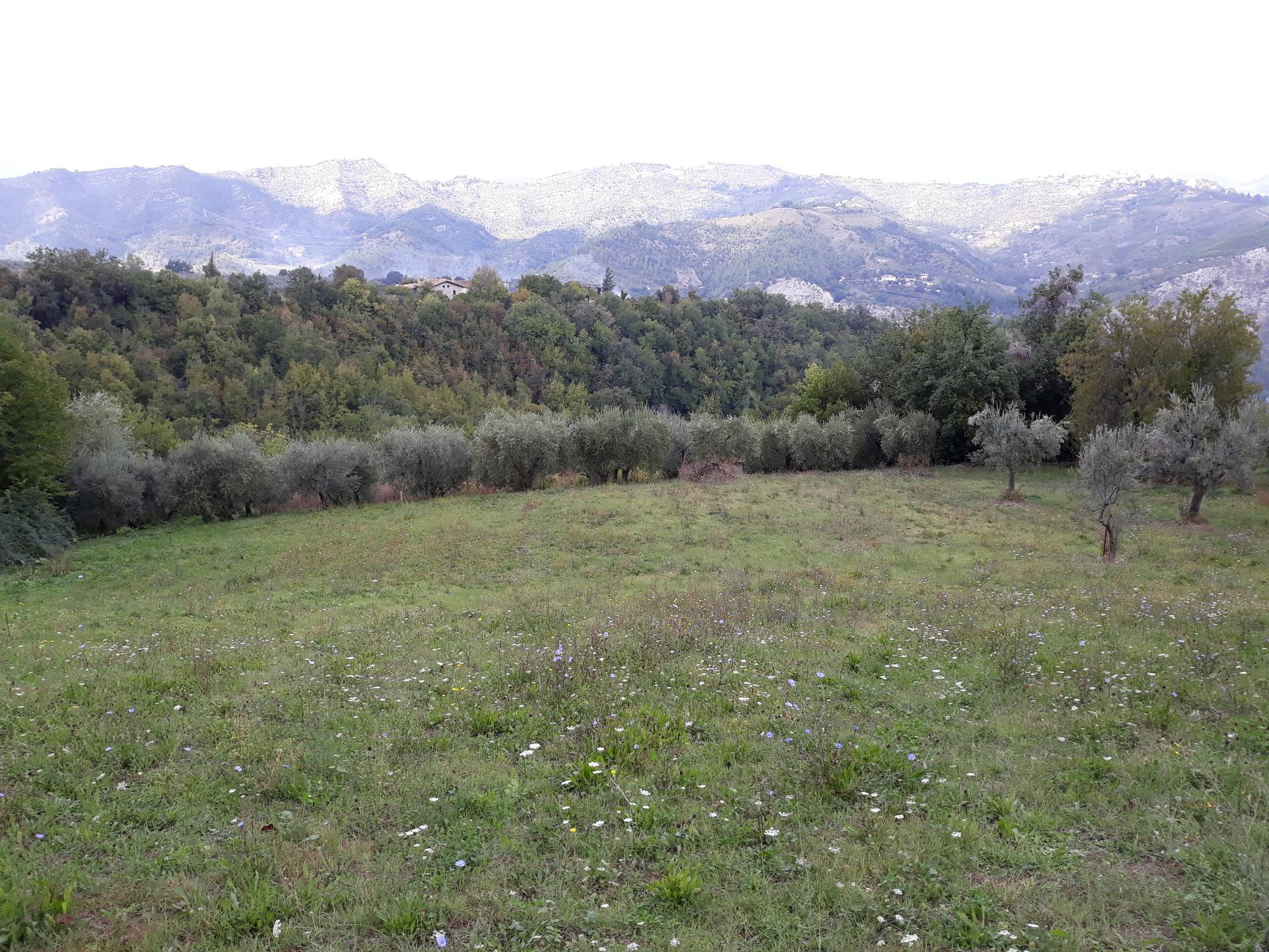 Terreno ASCOLI PICENO vendita  Rosara  Immobiliare Cecco d