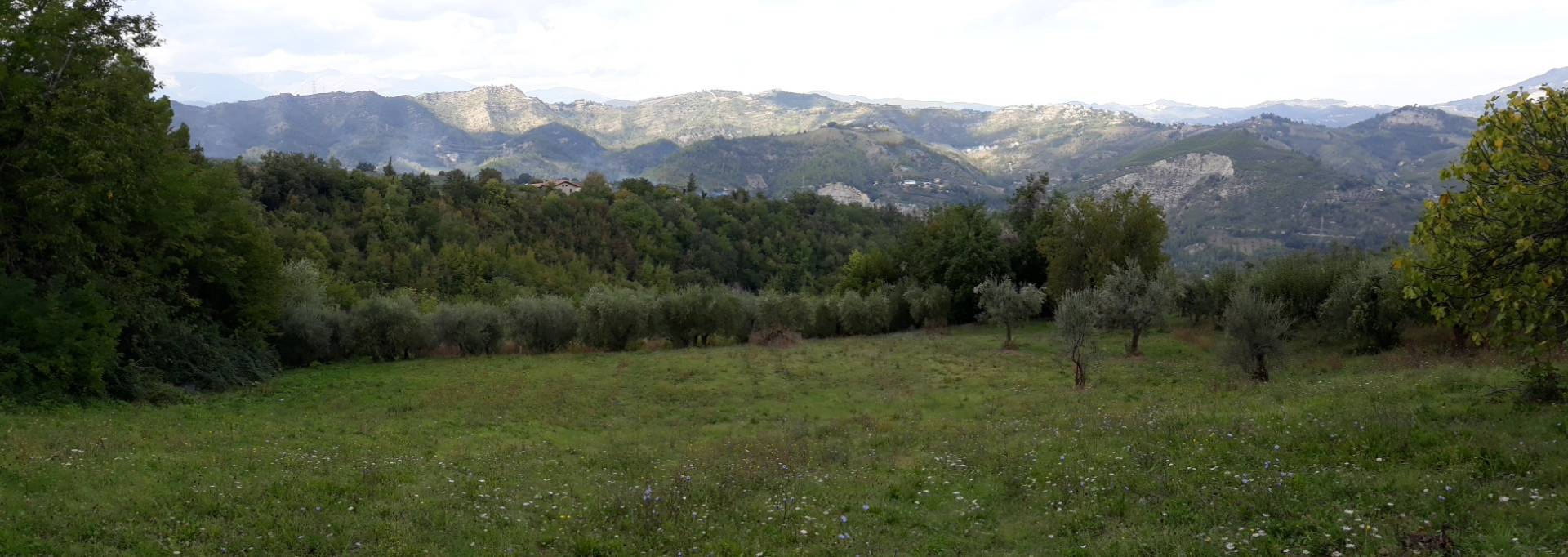 Terreno ASCOLI PICENO vendita  Rosara  Immobiliare Cecco d