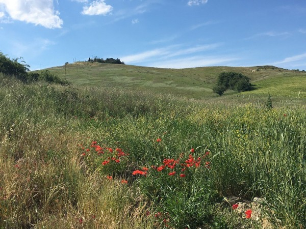 Rustico - Cascina MONTESPERTOLI vendita    Ag. Imm. SERGIO MONTAGNANI