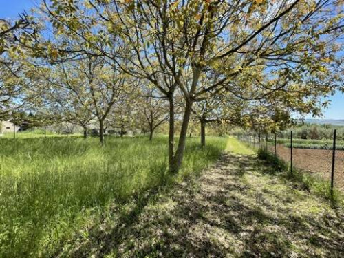 Terreno agricolo in vendita a Mosciano Sant'angelo (TE)