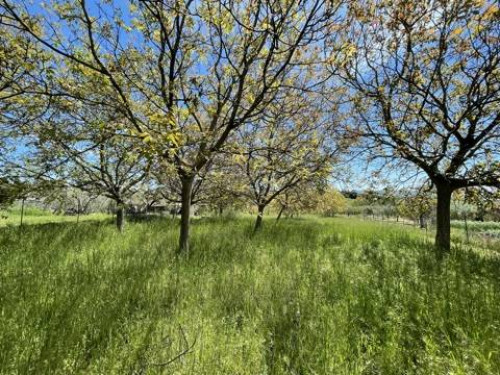 Terreno agricolo in vendita a Mosciano Sant'angelo (TE)