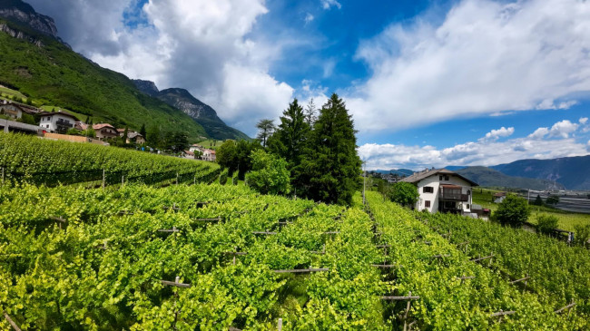 Villa mit Park und Weinberg in Tramin an der Weinstraße