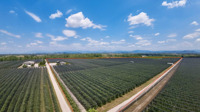 Opportunità di investimento – Azienda frutticola attiva con potenziale agrivoltaico