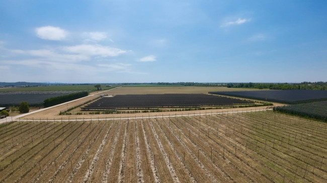 Opportunità di investimento – Azienda frutticola attiva con potenziale agrivoltaico