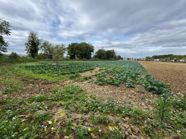 Terreno Agricolo in Vendita a Morrovalle