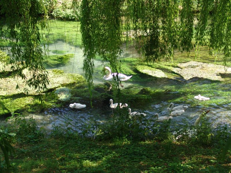 Negozio - Loc.Com. TREVISO affitto  Porta SS. 40  Rem srl