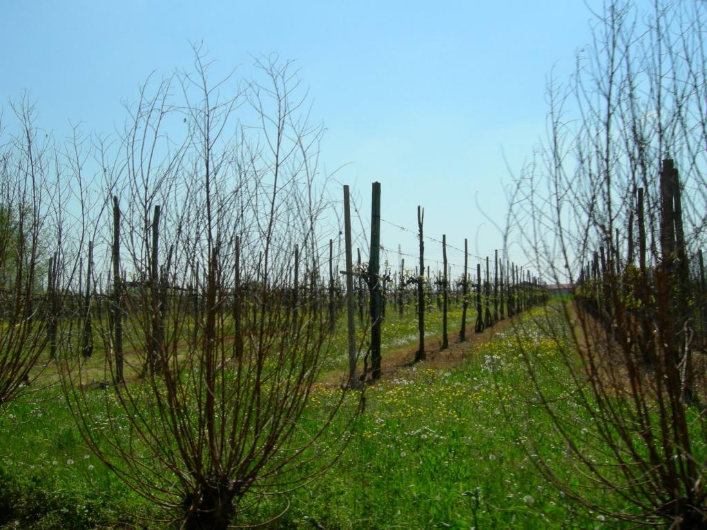 Terreno TREVISO vendita  S.Antonino  Rem srl