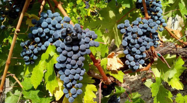 Terreno Agricolo