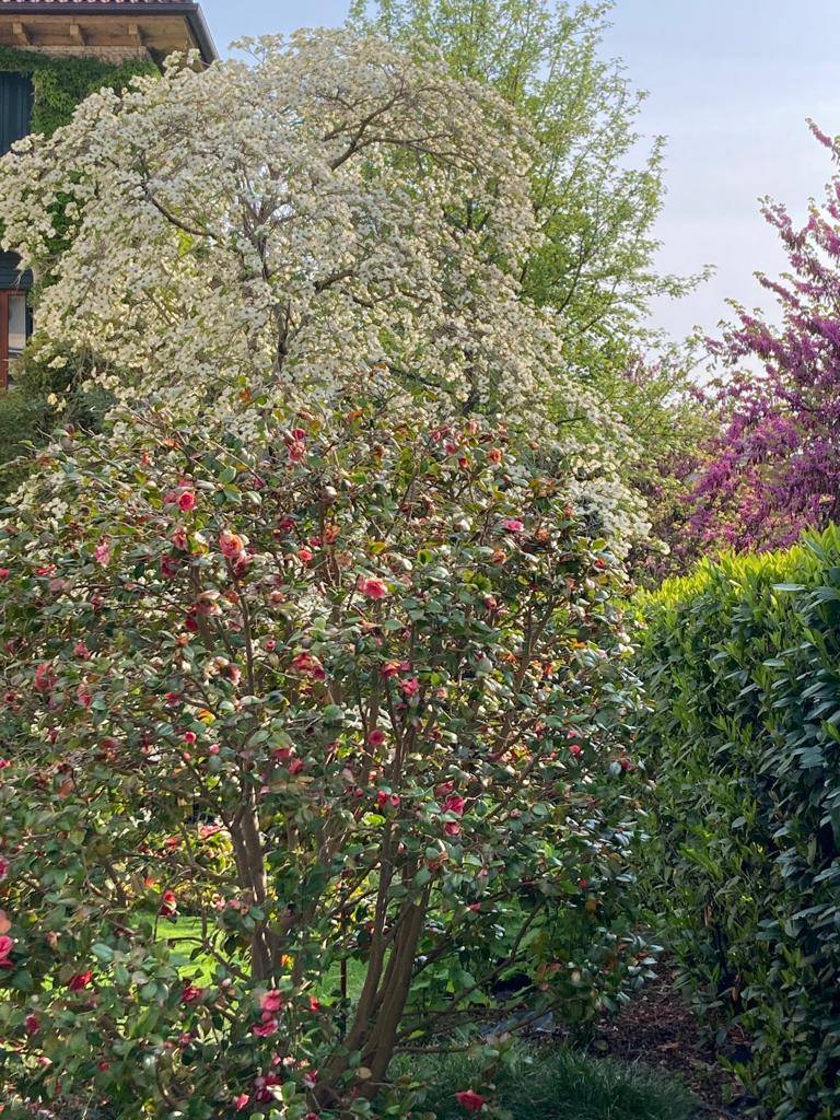 Abbinata/Bifamiliare in Vendita a Treviso - Cod. 6066