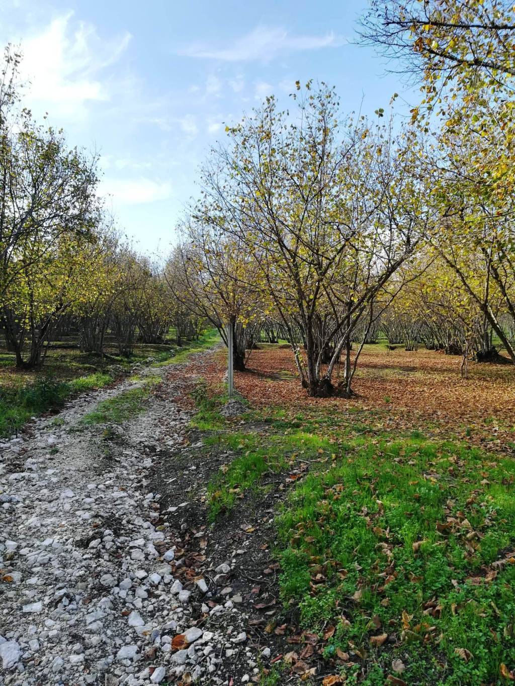 Terreno agricolo in vendita a Picarelli, Avellino (AV)