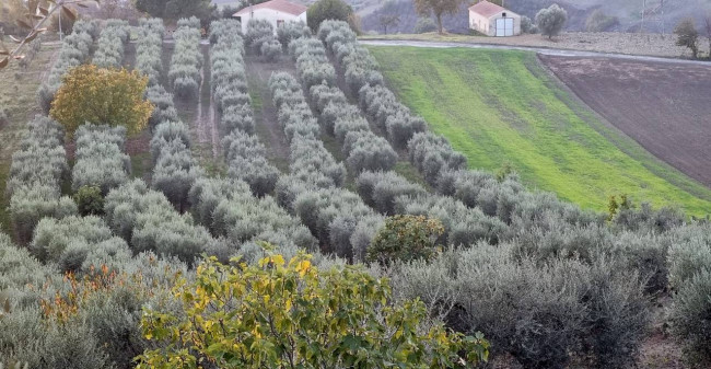 Terreno agricolo in vendita a Villanova Del Battista (AV)