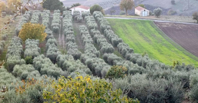 Terreno agricolo in vendita a Villanova Del Battista (AV)