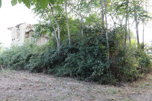 Rustico a Controguerra