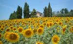 Rustici e Casali in vendita a Offida