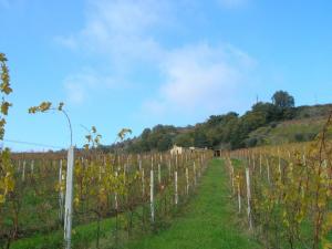 Rustici e Casali in vendita a Ripatransone