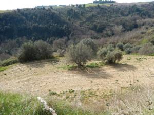 Rustici e Casali in vendita a Cupra Marittima